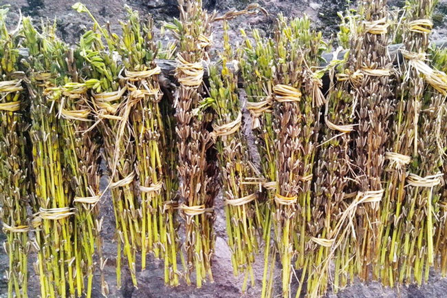 Sesame Straw