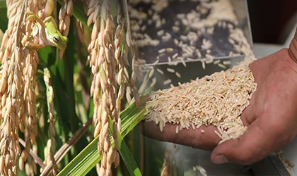 Rice-Cultivation-Processing
