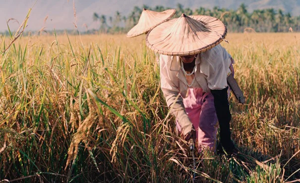 Rice Farmers
