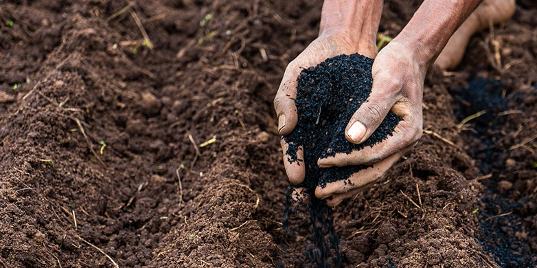 Sawdust Biochar as Soil Additive